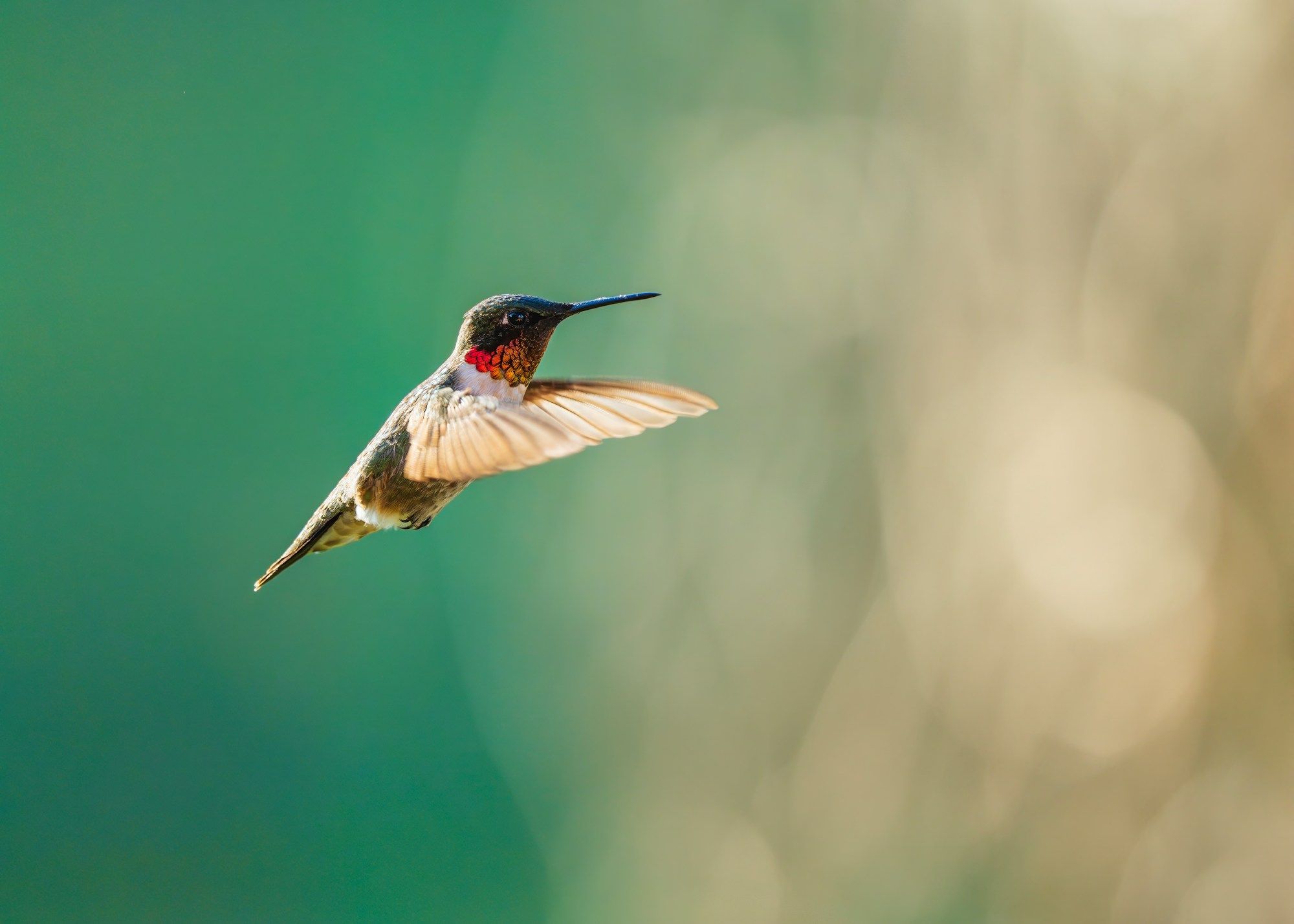 A hummingbird hovering against a soft green background