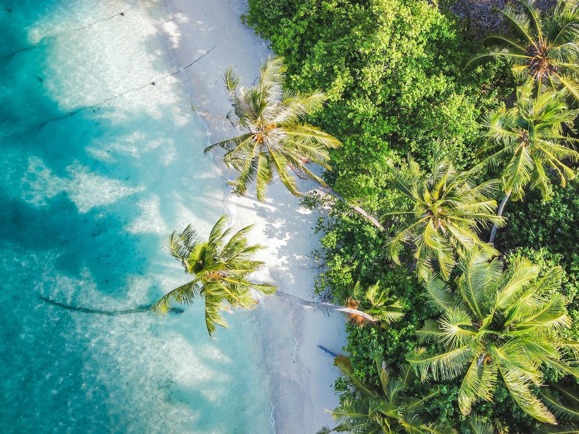 Aerial view of a white-sand beach with palm trees and turquoise sea in Jamaica