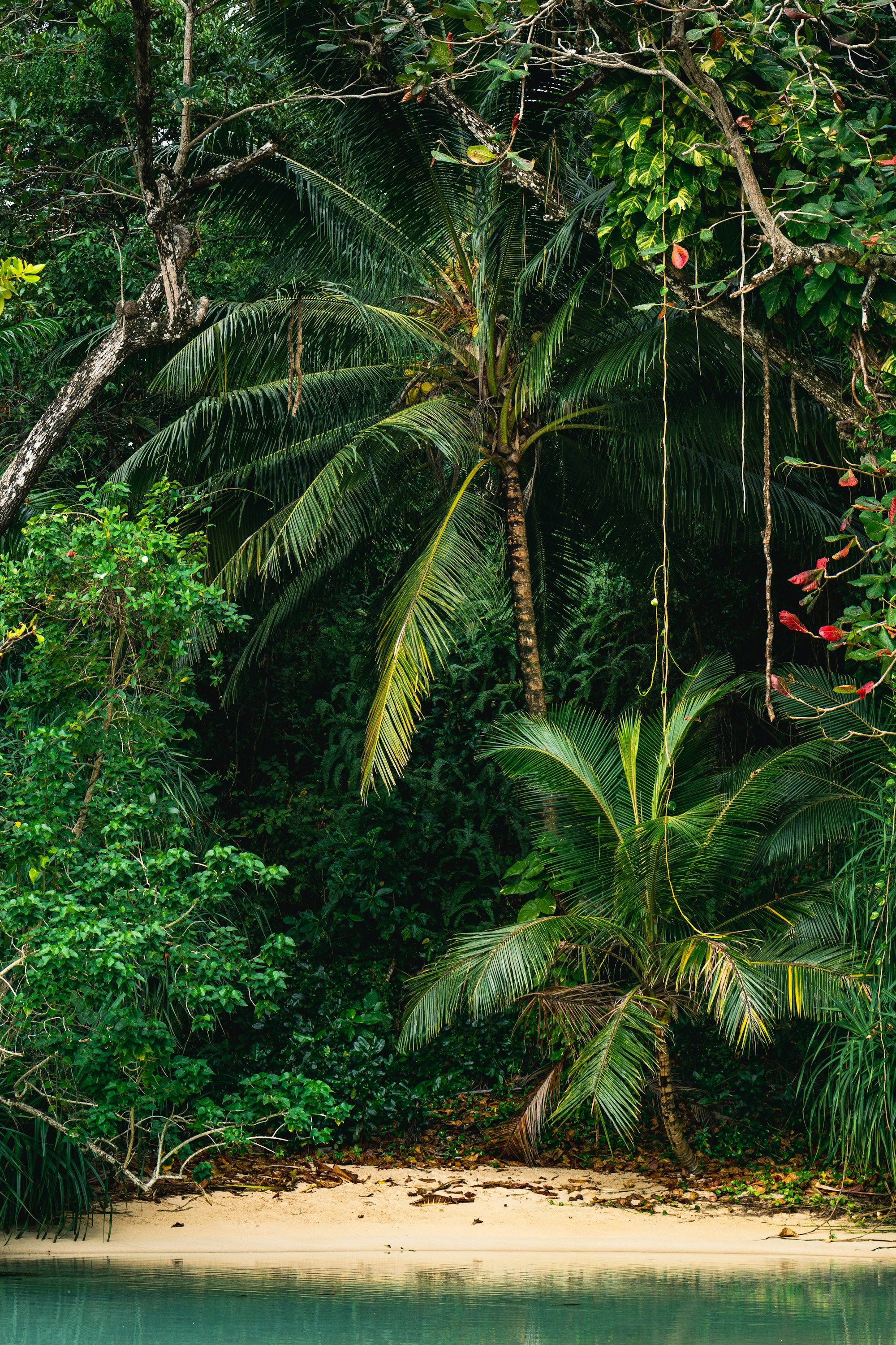 A quiet Jamaican cove with palm trees and clear turquoise water